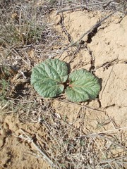 Rheum tataricum