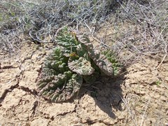 Rheum tataricum
