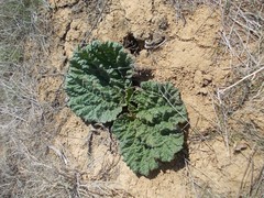 Rheum tataricum