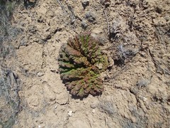 Rheum tataricum