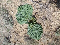 Rheum tataricum