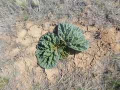 Rheum tataricum