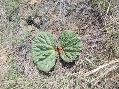 Rheum tataricum