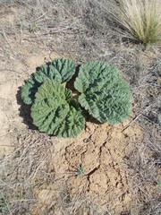 Rheum tataricum