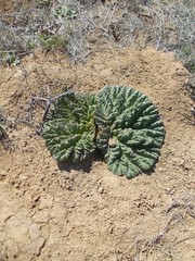Rheum tataricum