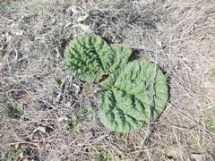 Rheum tataricum