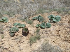Rheum tataricum