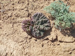 Rheum tataricum