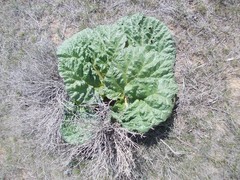 Rheum tataricum