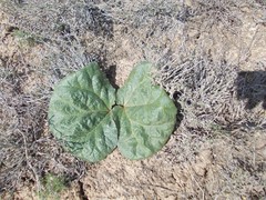 Rheum tataricum