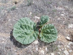 Rheum tataricum
