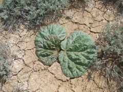 Rheum tataricum