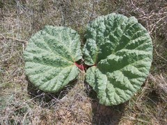 Rheum tataricum