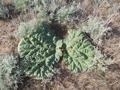 Rheum tataricum