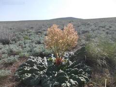 Rheum tataricum