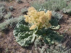 Rheum tataricum