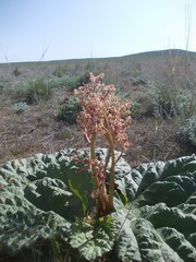 Rheum tataricum