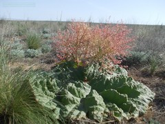 Rheum tataricum