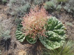 Rheum tataricum