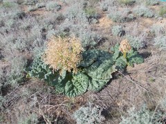 Rheum tataricum