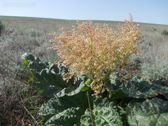 Rheum tataricum
