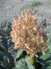 Rheum tataricum
