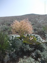 Rheum tataricum
