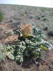 Rheum tataricum