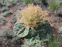 Rheum tataricum