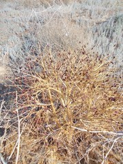 Rheum tataricum