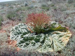 Rheum tataricum