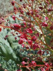 Rheum tataricum