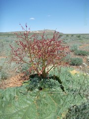 Rheum tataricum