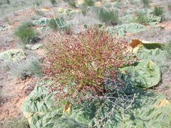 Rheum tataricum