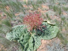 Rheum tataricum