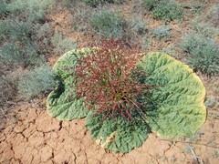Rheum tataricum