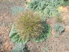 Rheum tataricum