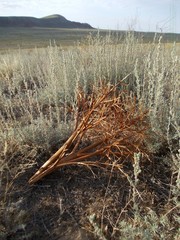 Rheum tataricum