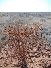 Rheum tataricum