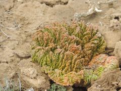 Rheum tataricum