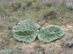 Rheum tataricum