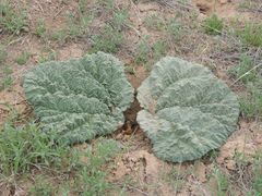 Rheum tataricum
