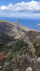 Drimia numidica