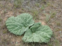 Rheum tataricum
