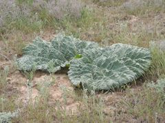Rheum tataricum