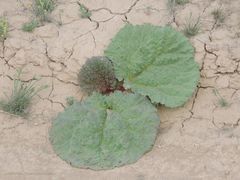 Rheum tataricum