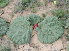 Rheum tataricum