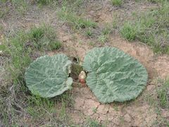 Rheum tataricum