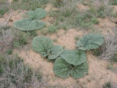 Rheum tataricum