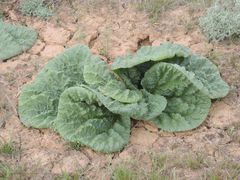Rheum tataricum